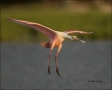 Roseate-Spoonbill;Flight;Florida;Southeast-USA;Ajaia-ajaja;flying-bird;one-anima